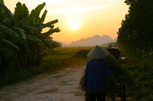 Rice Harvest Ninh Binh Vietnam