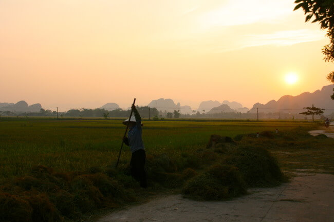 Harvesting Rice Vietnam