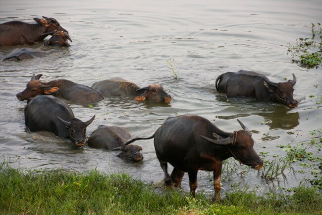 buffalo ninh binh vietnam