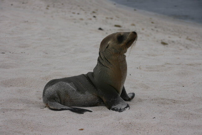 It's impossible to take a bad photo of a baby sea lion.