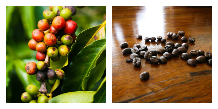 Coffee on the tree and in its more recognised roasted form in Zona Cafetera, Colombia...